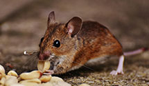 24 Hour & Emergency Exterminators in Escoheag, RI